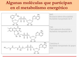 Algunas moléculas que participan
en el metabolismo energético
 