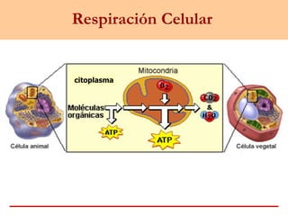 Respiración Celular
citoplasma
 