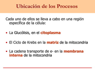 Ubicación de los Procesos
Cada uno de ellos se lleva a cabo en una región
específica de la célula:
• La Glucólisis, en el citoplasma
• El Ciclo de Krebs en la matriz de la mitocondria
• La cadena transporte de e- en la membrana
interna de la mitocondria
 