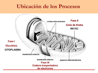 Ubicación de los Procesos
Fase I
Glucólisis
CITOPLASMA
Fase II
Ciclo de Krebs
Fase III
Cadena trasportadora
de electrones
 