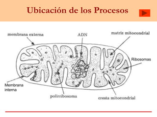 Ubicación de los Procesos
Membrana
interna
Ribosomas
 