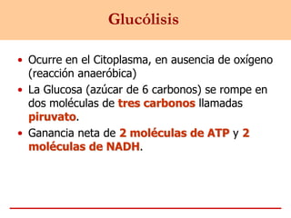 Glucólisis
• Ocurre en el Citoplasma, en ausencia de oxígeno
(reacción anaeróbica)
• La Glucosa (azúcar de 6 carbonos) se rompe en
dos moléculas de tres carbonos llamadas
piruvato.
• Ganancia neta de 2 moléculas de ATP y 2
moléculas de NADH.
 