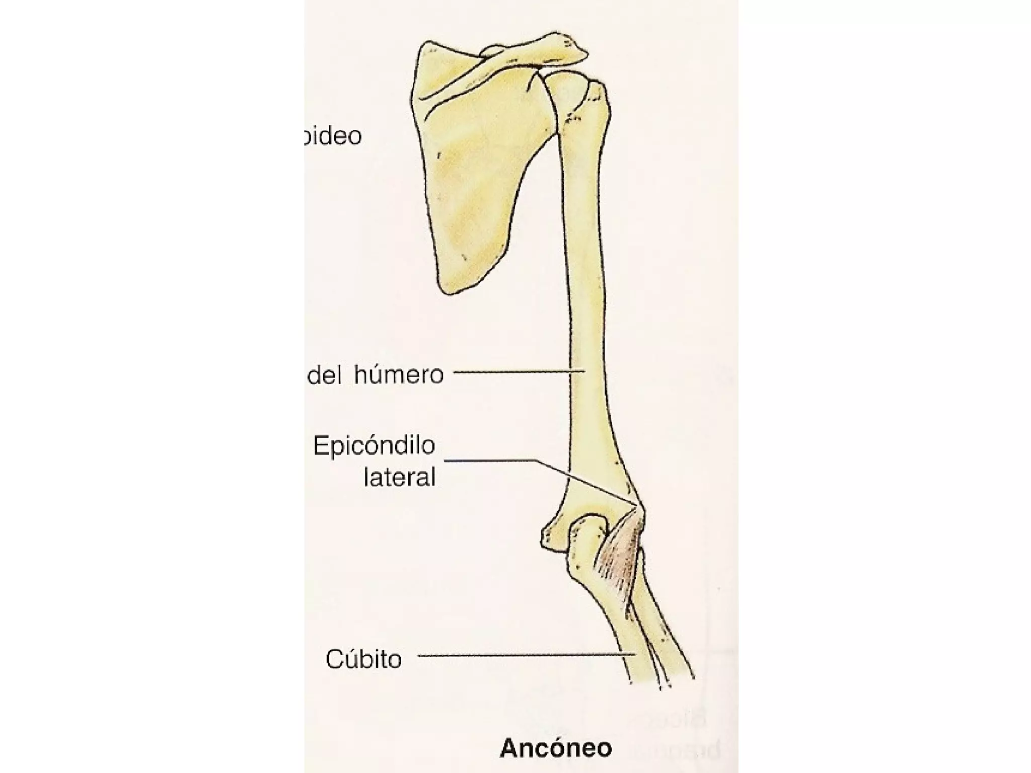 ANATOMIA BRAZO
