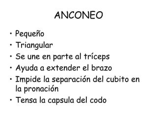 ANCONEO
• Pequeño
• Triangular
• Se une en parte al tríceps
• Ayuda a extender el brazo
• Impide la separación del cubito en
la pronación
• Tensa la capsula del codo
 