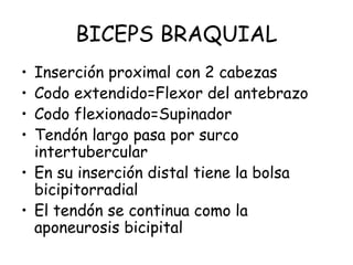 BICEPS BRAQUIAL
• Inserción proximal con 2 cabezas
• Codo extendido=Flexor del antebrazo
• Codo flexionado=Supinador
• Tendón largo pasa por surco
intertubercular
• En su inserción distal tiene la bolsa
bicipitorradial
• El tendón se continua como la
aponeurosis bicipital
 