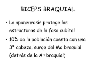 BICEPS BRAQUIAL
• La aponeurosis protege las
estructuras de la fosa cubital
• 10% de la población cuenta con una
3ª cabeza, surge del Mo braquial
(detrás de la Ar braquial)
 