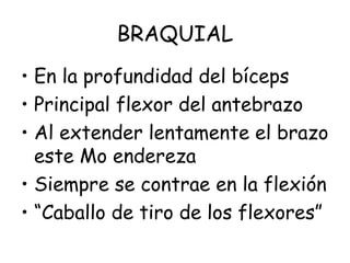 BRAQUIAL
• En la profundidad del bíceps
• Principal flexor del antebrazo
• Al extender lentamente el brazo
este Mo endereza
• Siempre se contrae en la flexión
• “Caballo de tiro de los flexores”
 