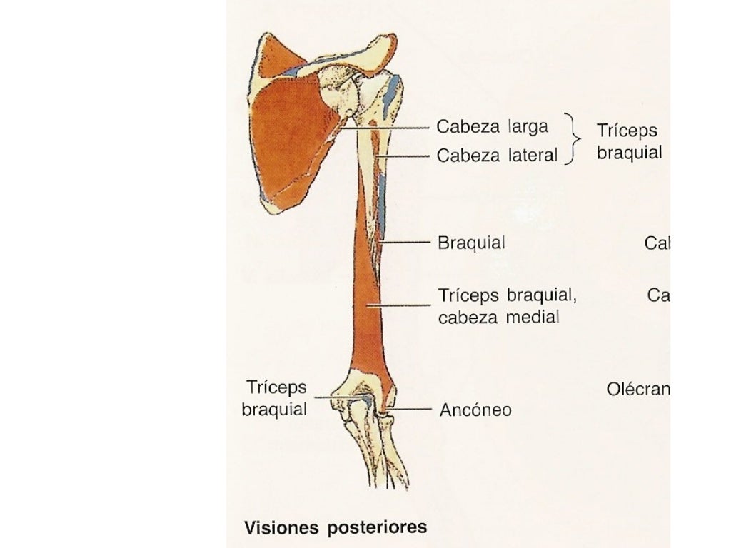 ANATOMIA BRAZO