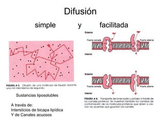 Difusión
              simple                 y       facilitada




  Sustancias liposolubles

A través de:
Intersticios de bicapa lipídica
Y de Canales acuosos
 