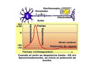 Clase 1- Introducción SNC