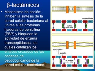 ββ-lactámicos-lactámicos
• Mecanismo de acción:
inhiben la síntesis de la
pared celular bacteriana al
unirse a las proteínas
fijadoras de penicilina
(PBP) y bloquean la
actividad de enzima
transpeptidasas, las
cuales catalizan los
enlaces cruzados de las
cadenas de
peptidoglicanos de la
pared celular bacteriana.
 