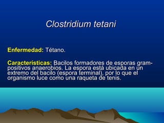 Clostridium tetaniClostridium tetani
Enfermedad:Enfermedad: Tétano.Tétano.
Características:Características: Bacilos formadores de esporas gram-Bacilos formadores de esporas gram-
positivos anaerobios. La espora está ubicada en unpositivos anaerobios. La espora está ubicada en un
extremo del bacilo (espora terminal), por lo que elextremo del bacilo (espora terminal), por lo que el
organismo luce como una raqueta de tenis.organismo luce como una raqueta de tenis.
 