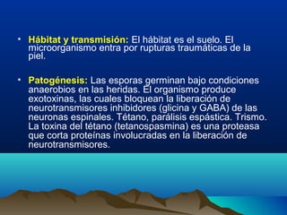 • Hábitat y transmisión: El hábitat es el suelo. El
microorganismo entra por rupturas traumáticas de la
piel.
• Patogénesis: Las esporas germinan bajo condiciones
anaerobios en las heridas. El organismo produce
exotoxinas, las cuales bloquean la liberación de
neurotransmisores inhibidores (glicina y GABA) de las
neuronas espinales. Tétano, parálisis espástica. Trismo.
La toxina del tétano (tetanospasmina) es una proteasa
que corta proteínas involucradas en la liberación de
neurotransmisores.
 