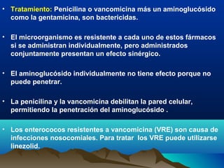 • Tratamiento: Penicilina o vancomicina más un aminoglucósido
como la gentamicina, son bactericidas.
• El microorganismo es resistente a cada uno de estos fármacos
si se administran individualmente, pero administrados
conjuntamente presentan un efecto sinérgico.
• El aminoglucósido individualmente no tiene efecto porque no
puede penetrar.
• La penicilina y la vancomicina debilitan la pared celular,
permitiendo la penetración del aminoglucósido .
• Los enterococos resistentes a vancomicina (VRE) son causa de
infecciones nosocomiales. Para tratar los VRE puede utilizarse
linezolid.
 