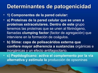 Determinantes de patogenicidadDeterminantes de patogenicidad
• 1) Componentes de la pared celular:
• a) Proteínas de la pared celular que se unen a
proteínas extracelulares. Dentro de este grupo
tenemos las proteínas que se unen al fibrinógeno,
llamadas clumping factor (factor de agregación) que
interviene en la formación de coágulos.
• b) Slime: capa de polisacáridos externa que
confiere mayor adherencia a sustancias orgánicas e
inorgánicas y un efecto antifagocitario.
• c) Peptidoglicano: activa el complemento por la vía
alternativa y estimula la producción de opsoninas
 