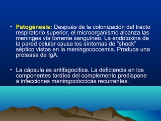• Patogénesis: Después de la colonización del tracto
respiratorio superior, el microorganismo alcanza las
meninges vía torrente sanguíneo. La endotoxina de
la pared celular causa los síntomas de ”shock”
séptico vistos en la meningococcemia. Produce una
proteasa de IgA.
• La cápsula es antifagocítica. La deficiencia en los
componentes tardíos del complemento predispone
a infecciones meningocóccicas recurrentes.
 