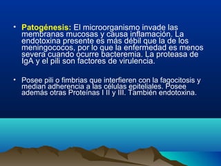 • Patogénesis: El microorganismo invade las
membranas mucosas y causa inflamación. La
endotoxina presente es más débil que la de los
meningococos, por lo que la enfermedad es menos
severa cuando ocurre bacteremia. La proteasa de
IgA y el pili son factores de virulencia.
• Posee pili o fimbrias que interfieren con la fagocitosis y
median adherencia a las células epiteliales. Posee
además otras Proteínas I II y III. También endotoxina.
 