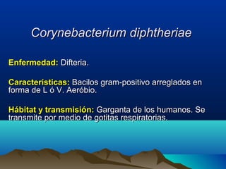 Corynebacterium diphtheriaeCorynebacterium diphtheriae
Enfermedad:Enfermedad: Difteria.Difteria.
Características:Características: Bacilos gram-positivo arreglados enBacilos gram-positivo arreglados en
forma de L ó V. Aeróbio.forma de L ó V. Aeróbio.
Hábitat y transmisión:Hábitat y transmisión: Garganta de los humanos. SeGarganta de los humanos. Se
transmite por medio de gotitas respiratorias.transmite por medio de gotitas respiratorias.
 