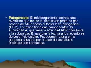 • Patogénesis: El microorganismo secreta una
exotoxina que inhibe la síntesis de proteína por
adición de ADP-ribosa al factor 2 de elongación
(EF-2). La toxina tiene dos componentes: la
subunidad A, que tiene la actividad ADP ribosilante,
y la subunidad B, que une la toxina a los receptores
de superficie celular. Pseudomembrana en la
garganta causada por muerte de las células
epiteliales de la mucosa.
 