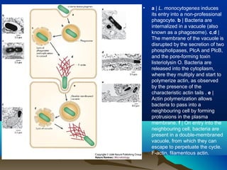 • a | L. monocytogenes induces
its entry into a non-professional
phagocyte. b | Bacteria are
internalized in a vacuole (also
known as a phagosome). c,d |
The membrane of the vacuole is
disrupted by the secretion of two
phospholipases, PlcA and PlcB,
and the pore-forming toxin
listeriolysin O. Bacteria are
released into the cytoplasm,
where they multiply and start to
polymerize actin, as observed
by the presence of the
characteristic actin tails . e |
Actin polymerization allows
bacteria to pass into a
neighbouring cell by forming
protrusions in the plasma
membrane. f | On entry into the
neighbouring cell, bacteria are
present in a double-membraned
vacuole, from which they can
escape to perpetuate the cycle.
F-actin, filamentous actin.
 