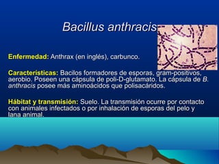 Bacillus anthracisBacillus anthracis
Enfermedad:Enfermedad: Anthrax (en inglés), carbunco.Anthrax (en inglés), carbunco.
Características:Características: Bacilos formadores de esporas, gram-positivos,Bacilos formadores de esporas, gram-positivos,
aerobio. Poseen una cápsula de poli-D-glutamato. La cápsula deaerobio. Poseen una cápsula de poli-D-glutamato. La cápsula de B.B.
anthracisanthracis posee más aminoácidos que polisacáridos.posee más aminoácidos que polisacáridos.
Hábitat y transmisión:Hábitat y transmisión: Suelo. La transmisión ocurre por contactoSuelo. La transmisión ocurre por contacto
con animales infectados o por inhalación de esporas del pelo ycon animales infectados o por inhalación de esporas del pelo y
lana animal.lana animal.
 