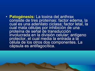 • Patogénesis: La toxina del anthrax
consiste de tres proteínas: factor edema, la
cual es una adenilato ciclasa; factor letal, la
cual mata células por inhibición de una
proteína de señal de transducción
involucrada en la división celular; antígeno
protector, el cual media la entrada a la
célula de los otros dos componentes. La
cápsula es antifagocítica.
 