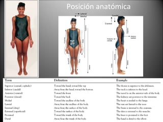 Posición anatómica Lateral Medial Caudal Craneal 