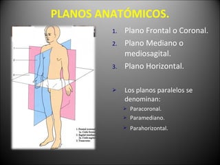 PLANOS ANATÓMICOS. Plano Frontal o Coronal. Plano Mediano o mediosagital. Plano Horizontal. Los planos paralelos se denominan: Paracoronal. Paramediano. Parahorizontal.   