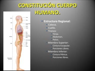CONSTITUCI ÓN CUERPO HUMANO. Estructura Regional: Cabeza. Cuello. Tronco: T órax. Abdomen. Pelvis. Miembro Superior: Cintura Escapular. Porciones Libres. Miembro Inferior: Cintura P élvica. Porciones libres. 