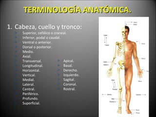TERMINOLOG ÍA ANATÓMICA. Cabeza, cuello y tronco: Superior, cef álico o craneal. Inferior, podal o caudal. Ventral o anterior. Dorsal o posterior. Medio. Axial. Transversal. Longitudinal. Horizontal. Vertical. Medial. Lateral. Central. Periférico. Profundo. Superficial. Apical. Basal. Derecho. Izquierdo. Sagital. Coronal. Rostral. 