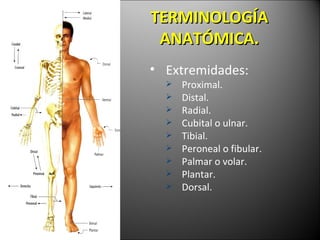 TERMINOLOG ÍA ANATÓMICA. Extremidades: Proximal. Distal. Radial. Cubital o ulnar. Tibial. Peroneal o fibular. Palmar o volar. Plantar. Dorsal. 