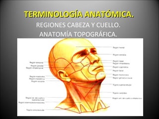 TERMINOLOG ÍA ANATÓMICA. REGIONES CABEZA Y CUELLO. ANATOM ÍA TOPOGRÁFICA. 