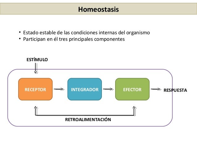 Resultado de imagen para homeostasis español