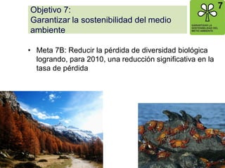 Objetivo 7: Garantizar la sostenibilidad del medio ambiente 
•Meta 7B: Reducir la pérdida de diversidad biológica logrando, para 2010, una reducción significativa en la tasa de pérdida 
 
