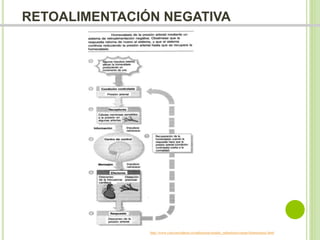 RETOALIMENTACIÓN NEGATIVA 
http://www.concienciadeser.es/radiestesia/estudio_radiestesia/cuerpo/homeostasis.html 
 