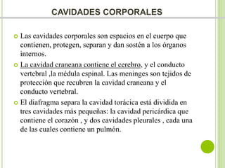 CAVIDADES CORPORALES 
 Las cavidades corporales son espacios en el cuerpo que 
contienen, protegen, separan y dan sostén a los órganos 
internos. 
 La cavidad craneana contiene el cerebro, y el conducto 
vertebral ,la médula espinal. Las meninges son tejidos de 
protección que recubren la cavidad craneana y el 
conducto vertebral. 
 El diafragma separa la cavidad torácica está dividida en 
tres cavidades más pequeñas: la cavidad pericárdica que 
contiene el corazón , y dos cavidades pleurales , cada una 
de las cuales contiene un pulmón. 
 