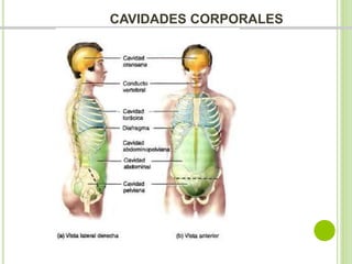 CAVIDADES CORPORALES 
 