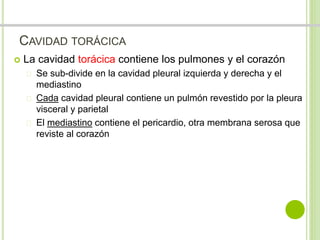 CAVIDAD TORÁCICA 
 La cavidad torácica contiene los pulmones y el corazón 
 Se sub-divide en la cavidad pleural izquierda y derecha y el 
mediastino 
 Cada cavidad pleural contiene un pulmón revestido por la pleura 
visceral y parietal 
 El mediastino contiene el pericardio, otra membrana serosa que 
reviste al corazón 
 