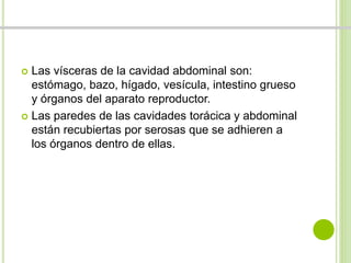  Las vísceras de la cavidad abdominal son: 
estómago, bazo, hígado, vesícula, intestino grueso 
y órganos del aparato reproductor. 
 Las paredes de las cavidades torácica y abdominal 
están recubiertas por serosas que se adhieren a 
los órganos dentro de ellas. 
 