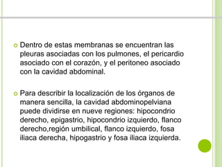  Dentro de estas membranas se encuentran las 
pleuras asociadas con los pulmones, el pericardio 
asociado con el corazón, y el peritoneo asociado 
con la cavidad abdominal. 
 Para describir la localización de los órganos de 
manera sencilla, la cavidad abdominopelviana 
puede dividirse en nueve regiones: hipocondrio 
derecho, epigastrio, hipocondrio izquierdo, flanco 
derecho,región umbilical, flanco izquierdo, fosa 
iliaca derecha, hipogastrio y fosa iliaca izquierda. 
 