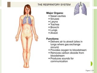 Dr. Jose A Carde-Serrano 
Figure 1.3.9 
 