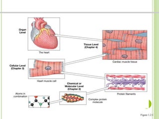FIGURA 1.2 NIVELES DE ORGANIZACIÓN 
Dr. Jose A Carde-Serrano 
Figure 1.2.1 
 