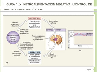 FIGURA 1.5 RETROALIMENTACIÓN NEGATIVA: CONTROL DE 
TEMPERATURA CORPORAL 
Dr. Jose A Carde-Serrano 
Figure 1.5 
 