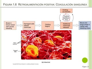 FIGURA 1.6 RETROALIMENTACIÓN POSITIVA: COAGULACIÓN SANGUÍNEA 
Figure 1.6 
 