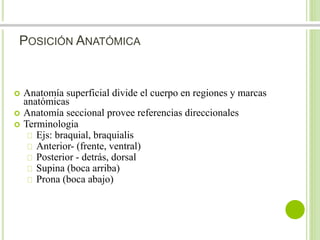 POSICIÓN ANATÓMICA 
 Anatomía superficial divide el cuerpo en regiones y marcas 
anatómicas 
 Anatomía seccional provee referencias direccionales 
 Terminologia 
Ejs: braquial, braquialis 
Anterior- (frente, ventral) 
Posterior - detrás, dorsal 
Supina (boca arriba) 
Prona (boca abajo) 
 