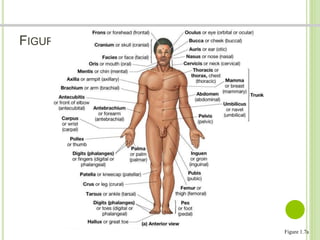 FIGURA 1.7 MARCAS ANATÓMICAS 
Figure 1.7a 
 