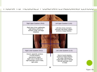 FIGURA 1.8 REGIONES Y CUADRANTES ABDOMINOPÉLVICOS 
Figure 1.8a 
 