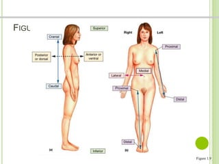 FIGURA 1.9 REFERENCIAS DIRECCIONALES 
Figure 1.9 
 