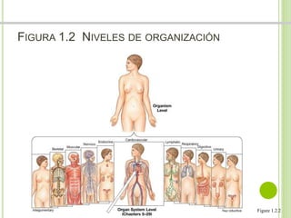 FIGURA 1.2 NIVELES DE ORGANIZACIÓN 
Figure 1.2.2 
 
