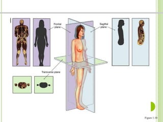 FIGURA 1.10 PLANOS Y SECCIONES 
Figure 1.10 
 